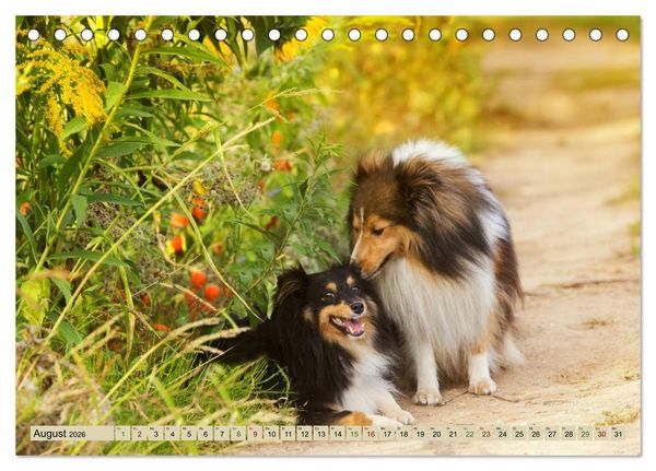 Produktbild: SHELTIES Liebe auf 4 Pfoten (Tischkalender 2026 DIN A5 quer), CALVENDO Monatskalender