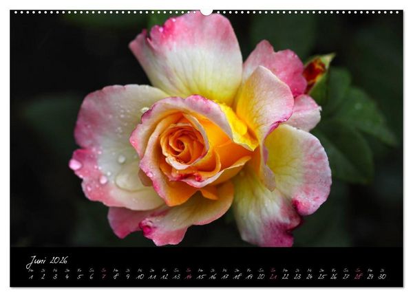 Produktbild: Rosen Romanze - Visuelle Musik (hochwertiger Premium Wandkalender 2026 DIN A2 quer), Kunstdruck in Hochglanz