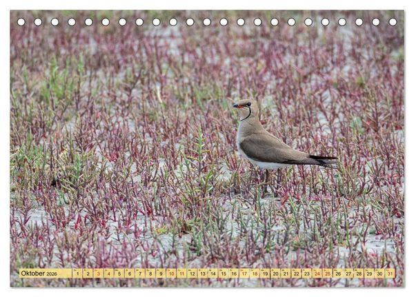 Produktbild: Donaudelta - Europas gro&szlig;es Vogelparadies (Tischkalender 2026 DIN A5 quer), CALVENDO Monatskalender