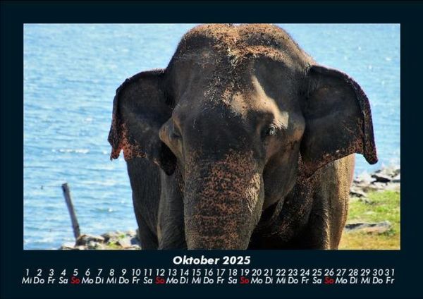 Produktbild: Elefanten - Die sanften Riesen Afrikas 2025 Fotokalender DIN A5