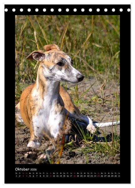 Produktbild: Ein Whippet wird erwachsen (Tischkalender 2026 DIN A5 hoch), CALVENDO Monatskalender