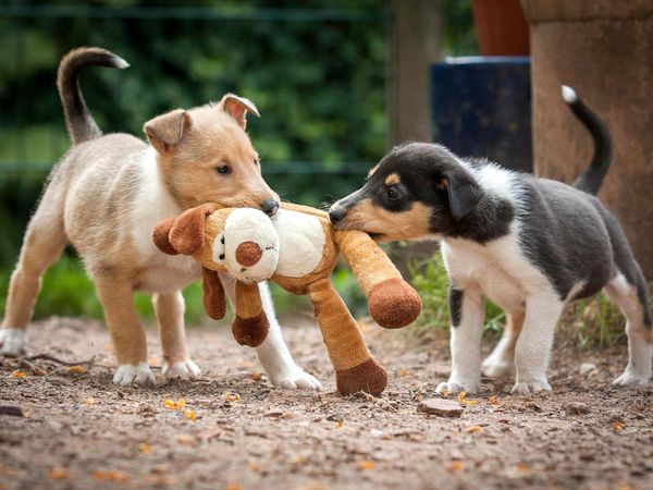 Produktbild: CALVENDO Puzzle Kurzhaarcollie-Welpen 1000 Teile Lege-Gr&ouml;&szlig;e 64 x 48 cm Foto-Puzzle Bild von Laura L&auml;ngsfeld