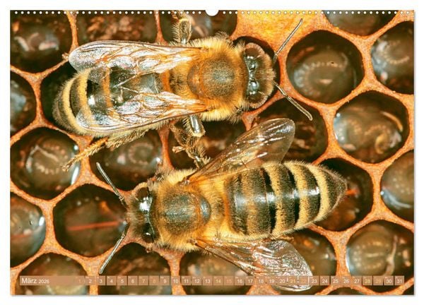 Produktbild: Der Imker: Leidenschaft f&uuml;r die Bienen (Wandkalender 2026 DIN A2 quer), CALVENDO Monatskalender
