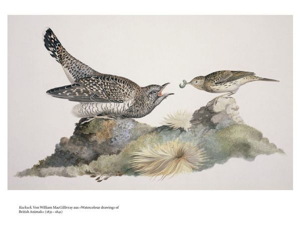 Produktbild: V&ouml;gel