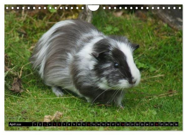 Produktbild: Kuschelige Meerschweinchen (Wandkalender 2026 DIN A4 quer), CALVENDO Monatskalender