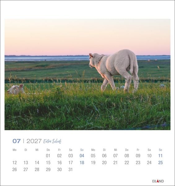 Produktbild: Extra Schaf Postkartenkalender 2027