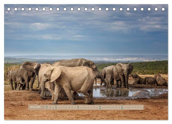 Produktbild: Afrikas Tierwelt - Wilde Elefanten (Tischkalender 2026 DIN A5 quer), CALVENDO Monatskalender