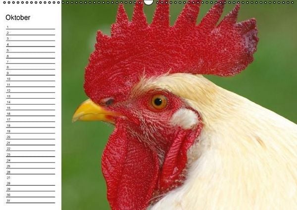 Produktbild: H&uuml;hner / Geburtstagskalender (Wandkalender immerw&auml;hrend DIN A2 quer)