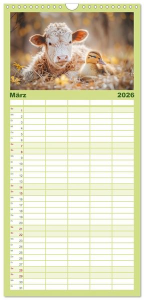 Produktbild: Familienplaner 2026 - Schottische Hochland Rinder mit 5 Spalten (Wandkalender, 21 x 45 cm) CALVENDO