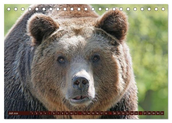 Produktbild: B&auml;ren. Unterwegs mit Meister Petz (Tischkalender 2026 DIN A5 quer), CALVENDO Monatskalender