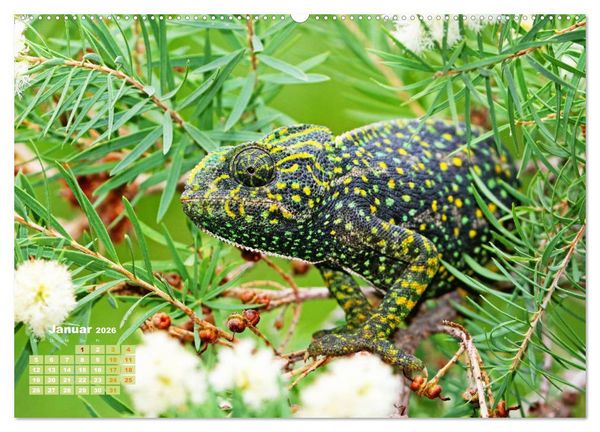 Produktbild: Cham&auml;leon: Die farbenfrohe Welt der Reptilien (Wandkalender 2026 DIN A2 quer), CALVENDO Monatskalender