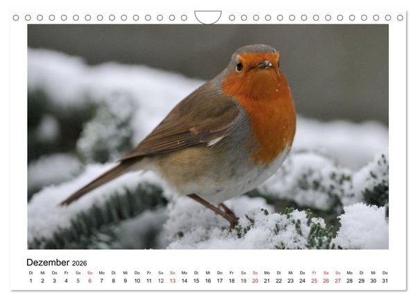 Produktbild: Heimische Gartenv&ouml;gel - Gefiederte Freunde (Wandkalender 2026 DIN A4 quer), CALVENDO Monatskalender