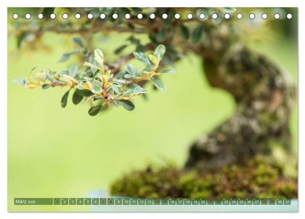 Produktbild: Bonsai ganz nah (Tischkalender 2026 DIN A5 quer), CALVENDO Monatskalender