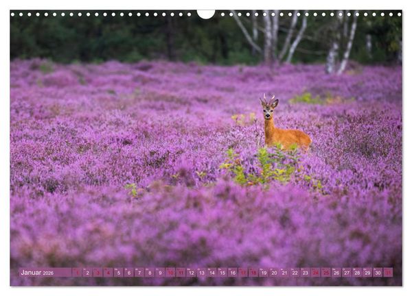 Produktbild: Romantische Heidebl&uuml;te (Wandkalender 2026 DIN A3 quer), CALVENDO Monatskalender