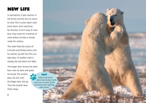 Produktbild: Collins Big Cat - The Life Cycle of a Polar Bear
