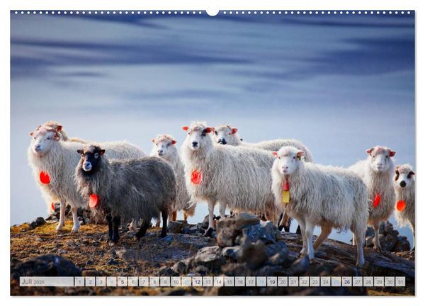 Produktbild: Schafe - Raues Wetter, weiche Wolle (hochwertiger Premium Wandkalender 2026 DIN A2 quer), Kunstdruck in Hochglanz