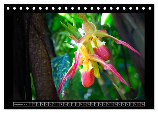 Produktbild: Frauenschuhe - die sch&ouml;nsten Orchideen der Welt (Tischkalender 2026 DIN A5 quer), CALVENDO Monatskalender