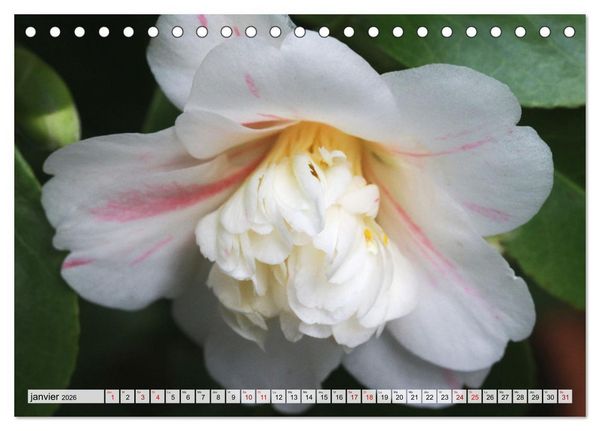 Produktbild: Plaisir des fleurs (Calendrier de bureau 2026 DIN A5 vertical), CALVENDO calendrier mensuel