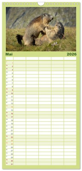 Produktbild: Familienplaner 2026 - Alpenmurmeltiere - Stars vor der Kamera mit 5 Spalten (Wandkalender, 21 x 45 cm) CALVENDO