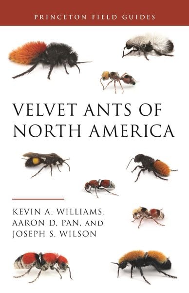 Produktbild: Velvet Ants of North America