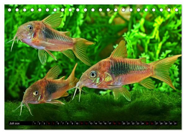 Produktbild: Beliebte Fische der Welt (Tischkalender 2026 DIN A5 quer), CALVENDO Monatskalender
