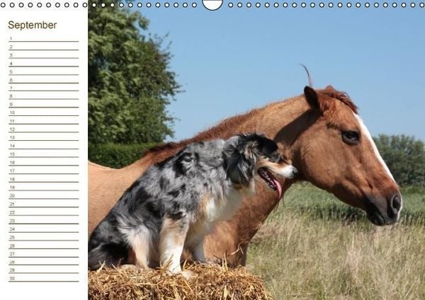 Produktbild: Pferde / Geburtstagskalender / AT-Version (Wandkalender immerw&auml;hrend DIN A3 quer)