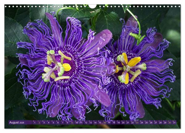 Produktbild: Flower Power - Zauberhafte K&uuml;belpflanzen (Wandkalender 2026 DIN A3 quer), CALVENDO Monatskalender
