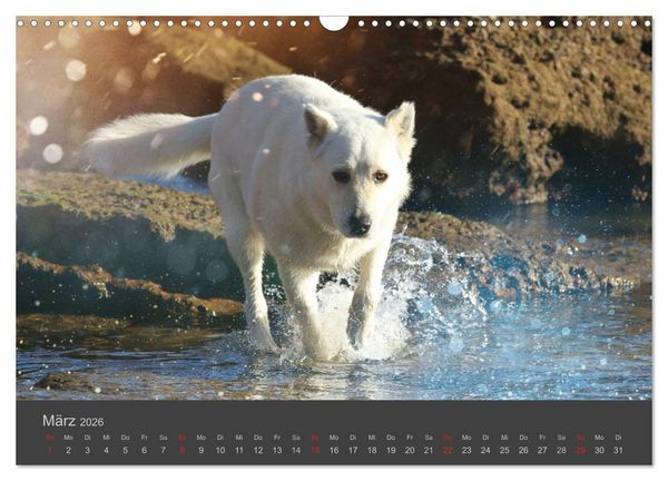 Produktbild: HUNDE LEBEN IST BUNT (Wandkalender 2026 DIN A3 quer), CALVENDO Monatskalender