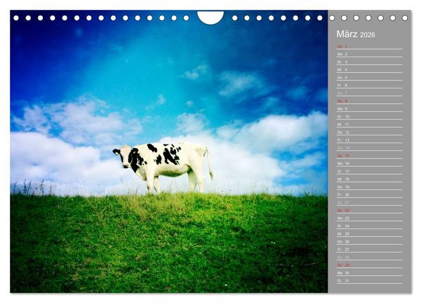 Produktbild: AUF DEM DEICH (Wandkalender 2026 DIN A4 quer), CALVENDO Monatskalender