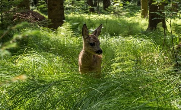 Produktbild: DIE WIESE - Ein Paradies nebenan