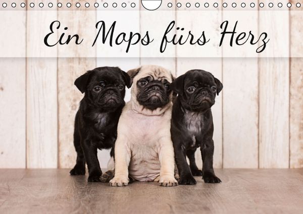 Produktbild: Ein Mops f&uuml;rs Herz (Wandkalender immerw&auml;hrend DIN A4 quer)