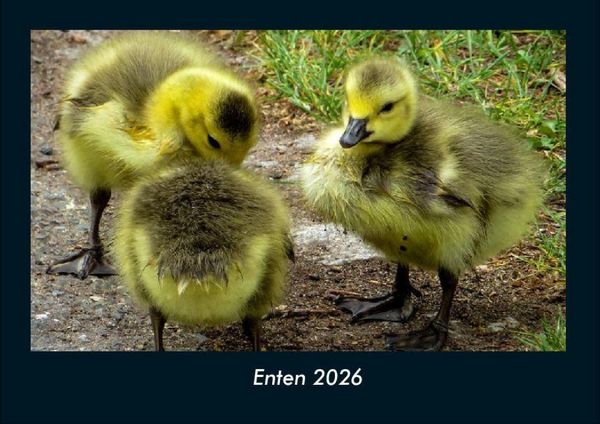 Enten 2026 Fotokalender DIN A4
