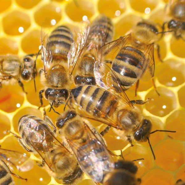 Produktbild: Bienen / Bees 2027