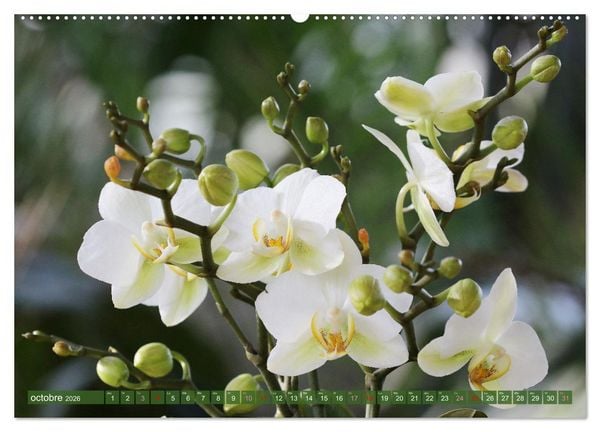 Produktbild: Orchid&eacute;es merveilleuses (Calendrier mural 2026 DIN A2 vertical), CALVENDO calendrier mensuel