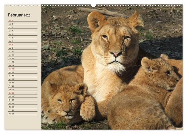 Produktbild: L&ouml;wen. Majest&auml;tische Kraft (Wandkalender 2026 DIN A2 quer), CALVENDO Monatskalender