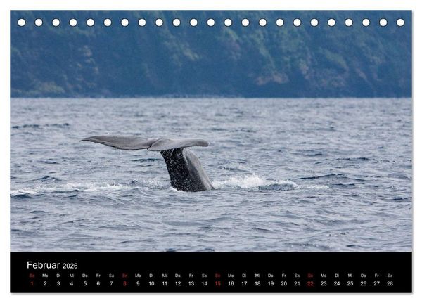 Produktbild: Wale (Tischkalender 2026 DIN A5 quer), CALVENDO Monatskalender