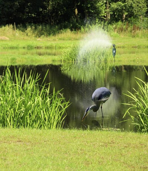 Produktbild: Gardigo Tierabwehrger&auml;t Funktionsart Wasserstrahl 1St.