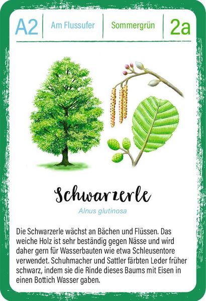 Produktbild: Expedition Natur Quartett B&auml;ume