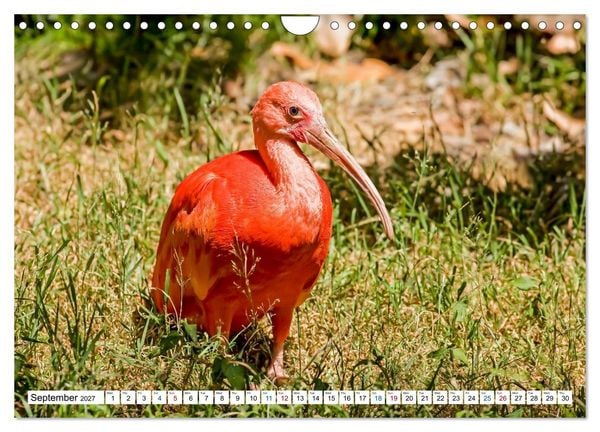 Produktbild: Sunshine State Florida Nature, Wildlife, National Parks (Wall Calendar 2027 DIN A4 landscape), CALVENDO 12 Month Wall Calendar