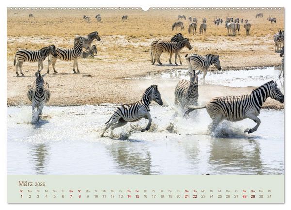 Produktbild: Zebras in Afrika (Wandkalender 2026 DIN A2 quer), CALVENDO Monatskalender