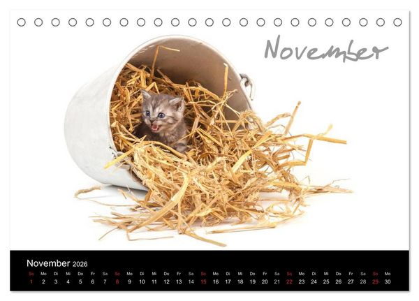 Produktbild: Katzenbabys (Tischkalender 2026 DIN A5 quer), CALVENDO Monatskalender
