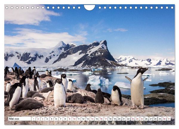Produktbild: Faszination Antarktis (Wandkalender 2026 DIN A4 quer), CALVENDO Monatskalender