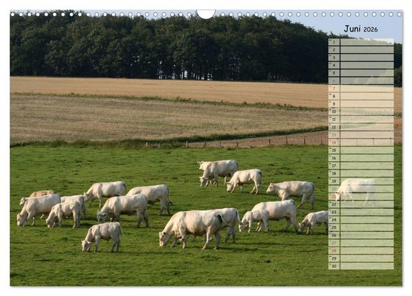 Produktbild: Gl&uuml;ckliche K&uuml;he (Wandkalender 2026 DIN A3 quer), CALVENDO Monatskalender