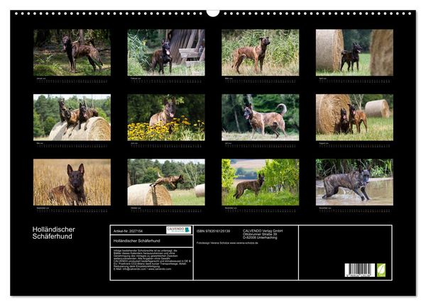 Produktbild: Holl&auml;ndischer Sch&auml;ferhund (Wandkalender 2026 DIN A2 quer), CALVENDO Monatskalender