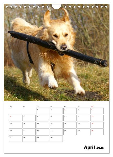 Produktbild: Gl&uuml;cklicher Golden Retriever (Wandkalender 2026 DIN A4 hoch), CALVENDO Monatskalender
