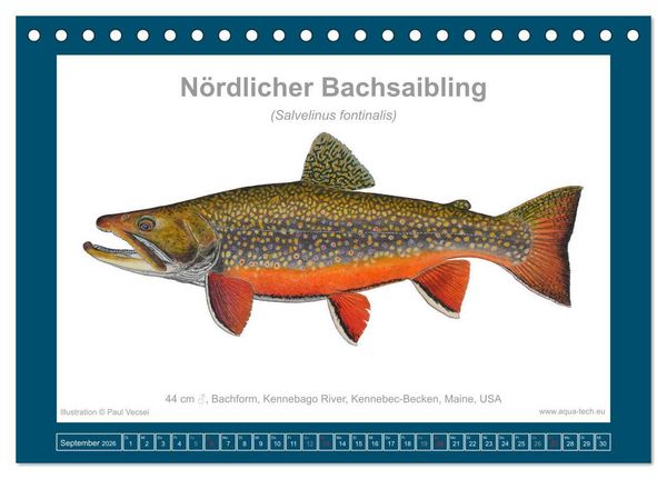 Produktbild: Fisch als Kunst 2026: Amerikanische Saiblinge (Tischkalender 2026 DIN A5 quer), CALVENDO Monatskalender