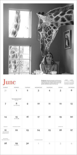Produktbild: Giraffe Manor Wall Calendar 2026