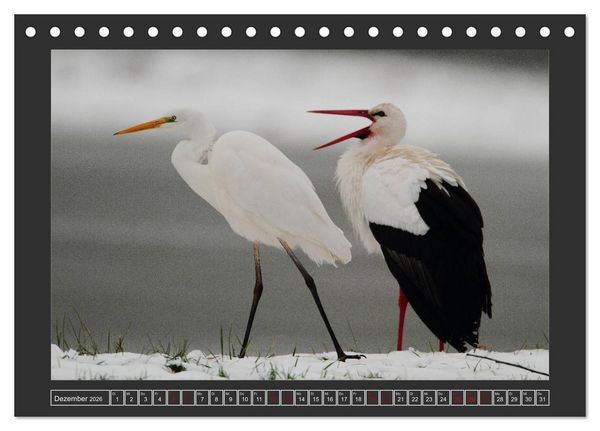 Produktbild: Winterzauber - Tiere in Eis und Schnee (Tischkalender 2026 DIN A5 quer), CALVENDO Monatskalender