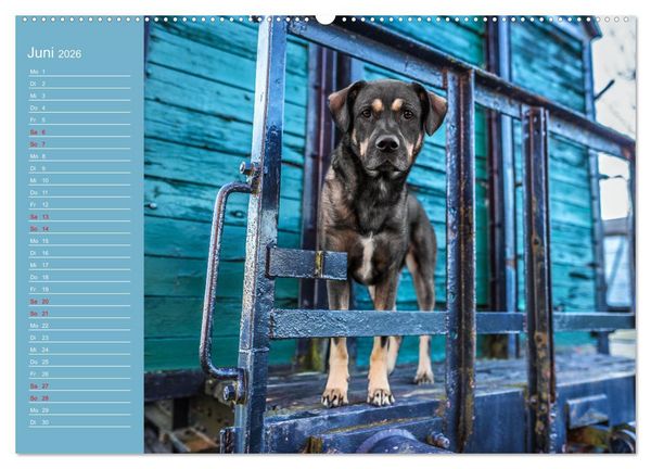 Produktbild: Hunde im Fokus (Wandkalender 2026 DIN A2 quer), CALVENDO Monatskalender