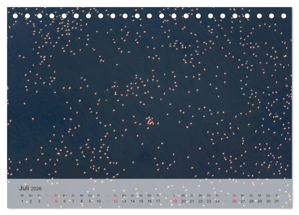 Produktbild: Flamingo Impressionen 2026 (Tischkalender 2026 DIN A5 quer), CALVENDO Monatskalender